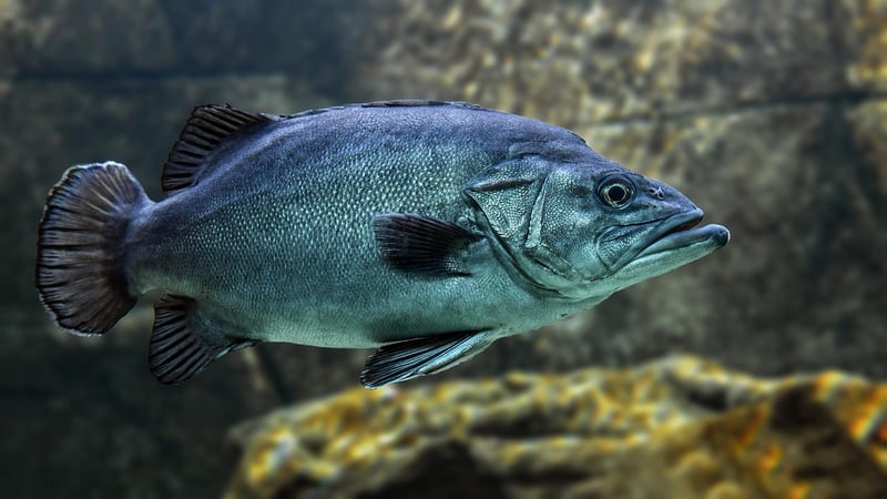 Oceanic Paradise Beneath the Waves